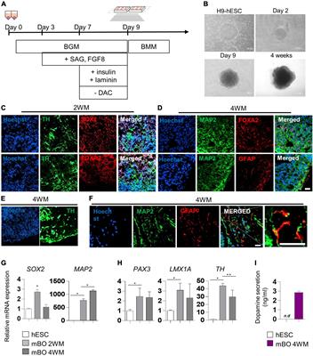 Gut metabolite trimethylamine N-oxide induces aging-associated phenotype of midbrain organoids for the induced pluripotent stem cell-based modeling of late-onset disease